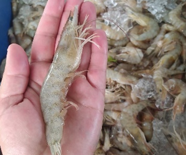 Nino Pescados Nino